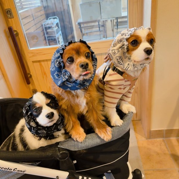 画像3: キッチン柄・野菜柄スヌード（Sサイズ・Mサイズ） (3)